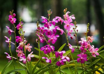 Mơ thấy hoa có điềm báo may mắn phải không? Ý nghĩa giấc mơ là gì?