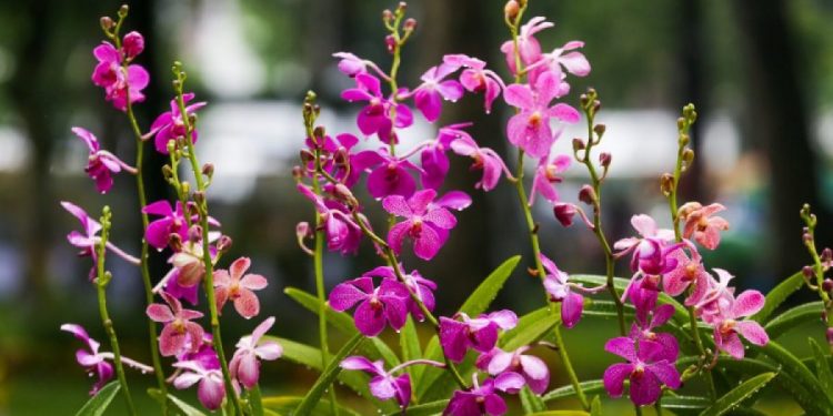 Mơ thấy hoa có điềm báo may mắn phải không? Ý nghĩa giấc mơ là gì?