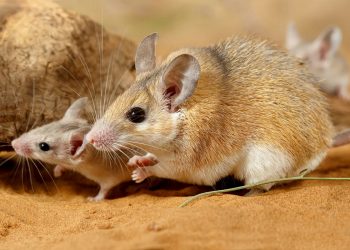 Mơ thấy chuột cống có ý nghĩa gì, điềm báo nào cho giấc mơ này?
