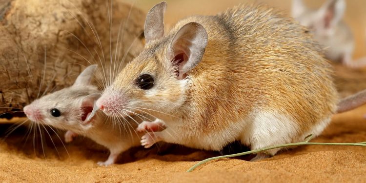 Mơ thấy chuột cống có ý nghĩa gì, điềm báo nào cho giấc mơ này?