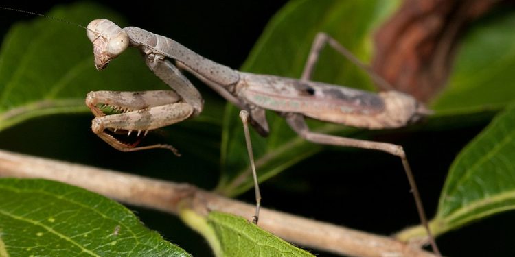 mơ thấy bọ ngựa