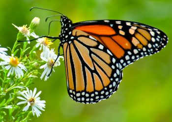 Mơ thấy bướm có ý nghĩa gì? Điềm bá như nào?