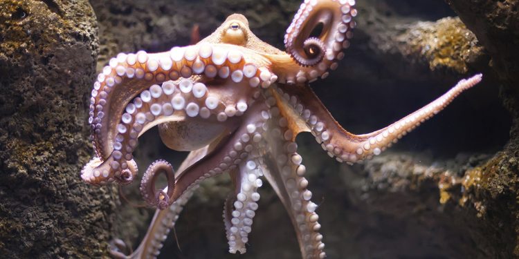 mơ thấy bạch tuộc