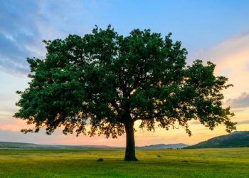 Mơ về cây cối mang đến điềm báo gì trong tương lai?