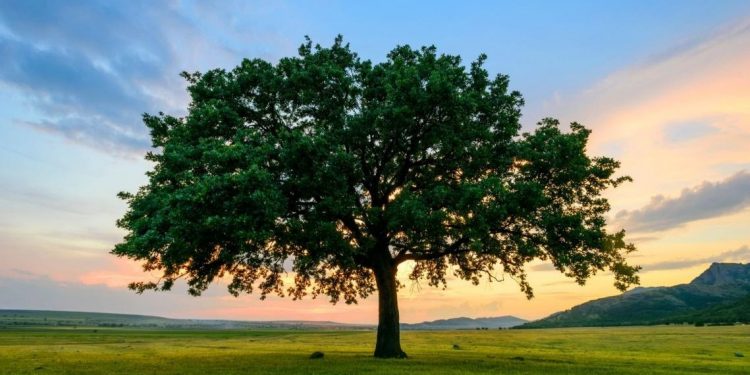 Mơ về cây cối mang đến điềm báo gì trong tương lai?