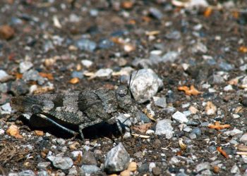 Mơ thấy châu chấu có ý nghĩa gì? Điềm báo như nào?