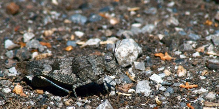 Mơ thấy châu chấu có ý nghĩa gì? Điềm báo như nào?