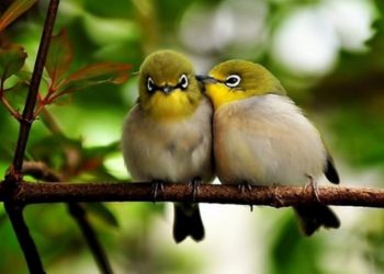 Mơ thấy chim bay có ý nghĩa gì? Giải thích như thế nào?