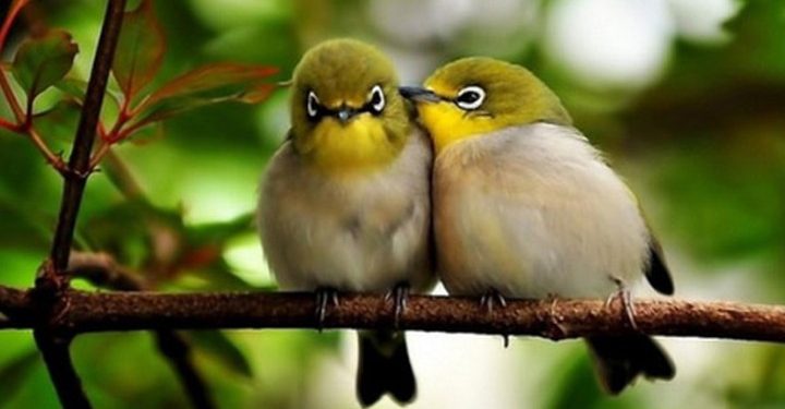 Mơ thấy chim bay có ý nghĩa gì? Giải thích như thế nào?