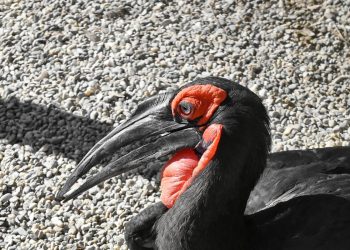 Mơ thấy chim có ý nghĩa gì? Điềm báo như nào?