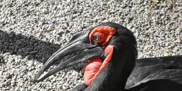 Mơ thấy chim có ý nghĩa gì? Điềm báo như nào?