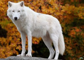 mơ thấy chó sói