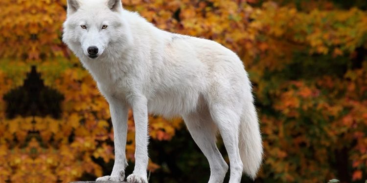 mơ thấy chó sói