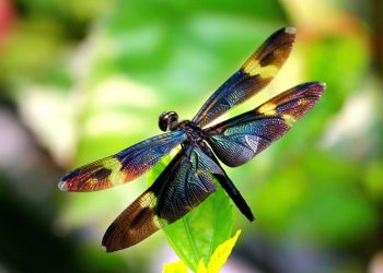 Mơ thấy chuồn chuồn có ý nghĩa gì? Điềm báo như nào?