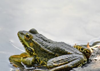 Mơ thấy ếch có ý nghĩa gì? điềm báo như nào?