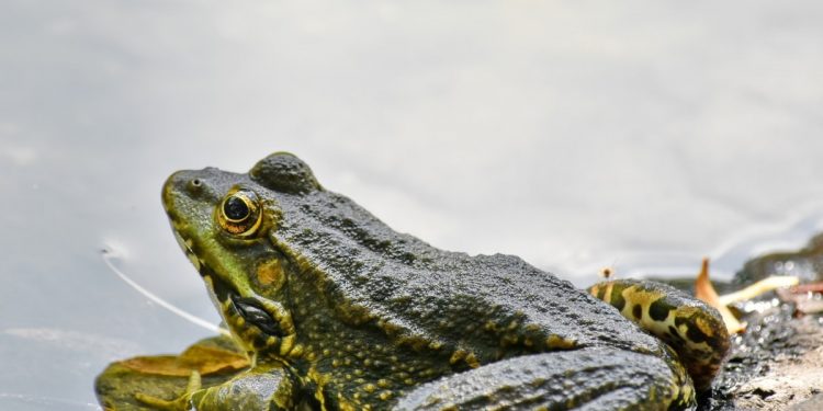 Mơ thấy ếch có ý nghĩa gì? điềm báo như nào?