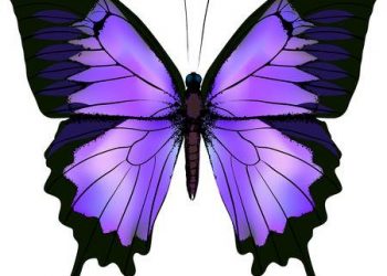 Mơ thấy bướm có ý nghĩa gì? điềm báo như nào?