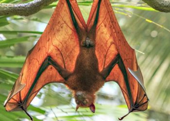 Mơ thấy dơi có ý nghĩa gì?điềm báo như nào?