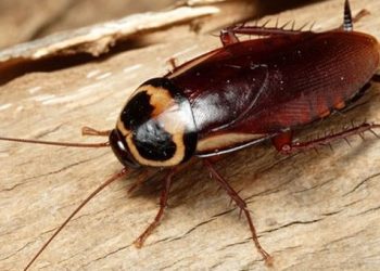 Mơ thấy gián có ý nghĩa gì? Điềm báo như nào?