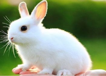 Mơ thấy thỏ có ý nghĩa gì?điềm báo như nào?