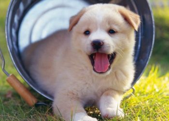 Mơ thấy động vật là điềm báo lành hay dữ ở tương lai?