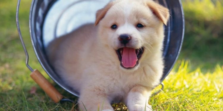 Mơ thấy động vật là điềm báo lành hay dữ ở tương lai?