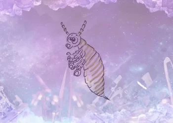 Mơ thấy con chấy có ý nghĩa gì? Thông điệp là gì?