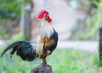 Mơ thấy gà có ý nghĩa gì? Điềm báo như nào?