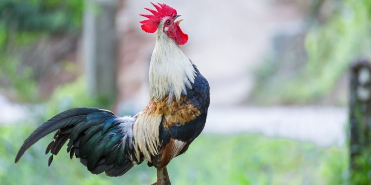 Mơ thấy gà có ý nghĩa gì? Điềm báo như nào?