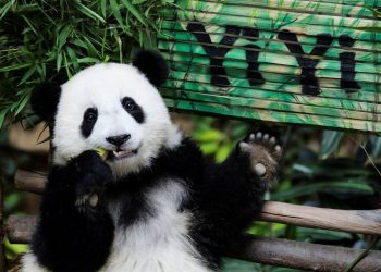 mơ thấy gấu trúc