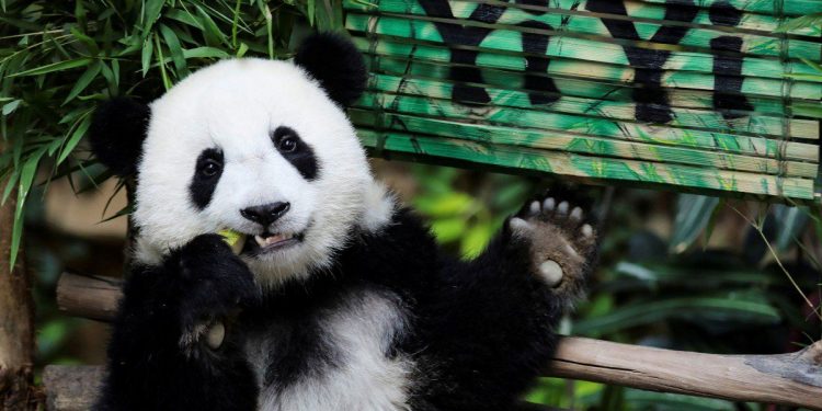 mơ thấy gấu trúc