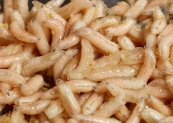 Mơ thấy giòi có ý nghĩa gì?điềm báo như nào?