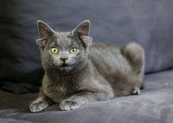 Mơ thấy mèo có ý nghĩa gì? Điềm lành hay dữ?