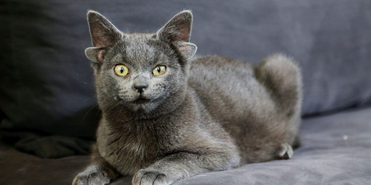 Mơ thấy mèo có ý nghĩa gì? Điềm lành hay dữ?