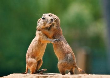 giấc mơ được ôm