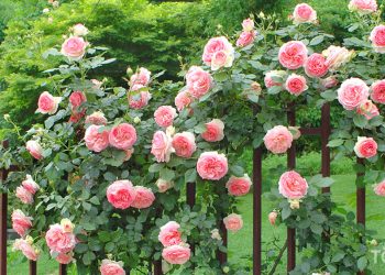 giấc mơ hoa hồng