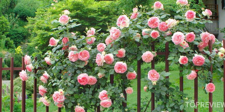 giấc mơ hoa hồng