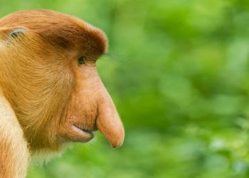 mơ thấy khỉ là điềm báo gì