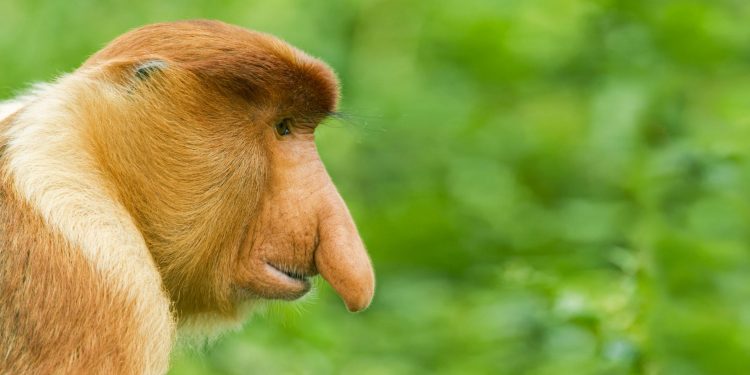 mơ thấy khỉ là điềm báo gì