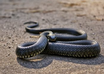 mơ thấy rắn đen là điềm gì