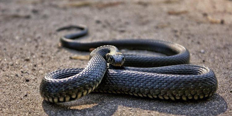 mơ thấy rắn đen là điềm gì