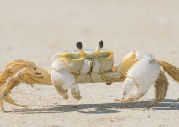 giải mã giấc mơ về con cua