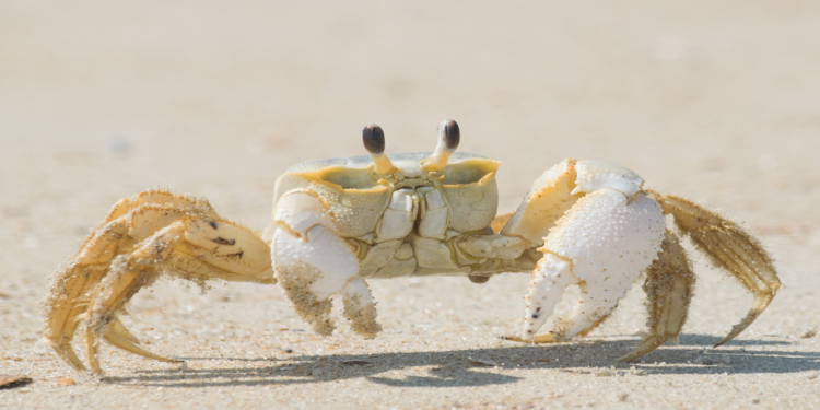 giải mã giấc mơ về con cua