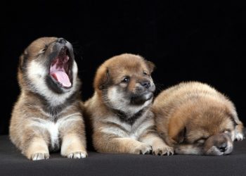 Mơ về ngáp có ý nghĩa gì