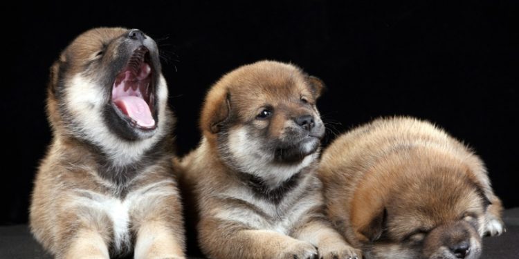 Mơ về ngáp có ý nghĩa gì