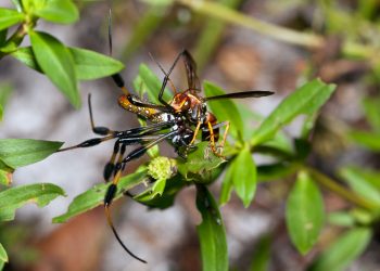 mơ thấy ong bắp cày
