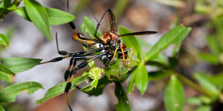 mơ thấy ong bắp cày