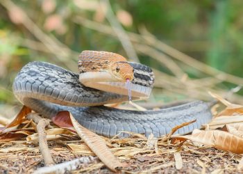 Mơ về rắn có ý nghĩa gì? Điềm lành hay dữ?