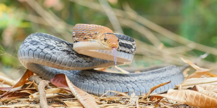 Mơ về rắn có ý nghĩa gì? Điềm lành hay dữ?