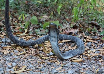 mơ về rắn hổ mang